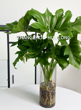 春羽客厅摆放的水培绿植北欧大型观叶植物好养易活卫生间趣味盆栽