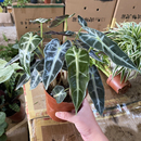 小仙女海芋盆栽苗客厅黑叶观音鲜活绿植室内好养耐旱型桌面小植物