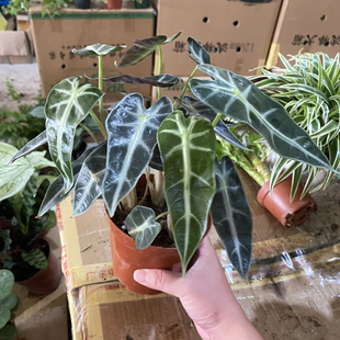 小仙女海芋盆栽苗客厅黑叶观音鲜活绿植室内好养耐旱型桌面小植物