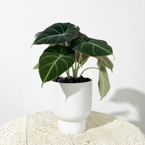 海芋懒人型好养活客厅吸甲醛