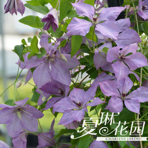 夏琳花园铁线莲裸根苗晚花组