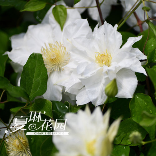 夏琳花园铁线莲F10盆栽小苗