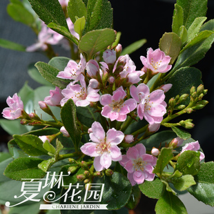 夏琳花园 粉色橄榄石粉团石斑木车轮梅冬季常绿植物春花盆景