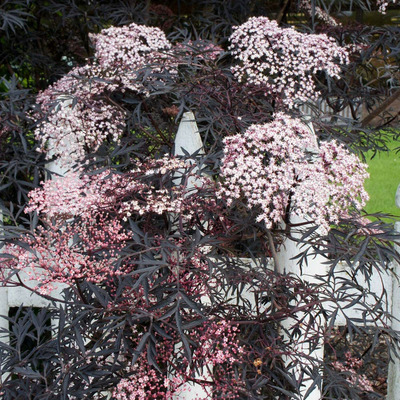 夏琳花园 接骨木小苗 黑色蕾丝柠檬蕾丝花叶麦当娜 阳台庭院地栽