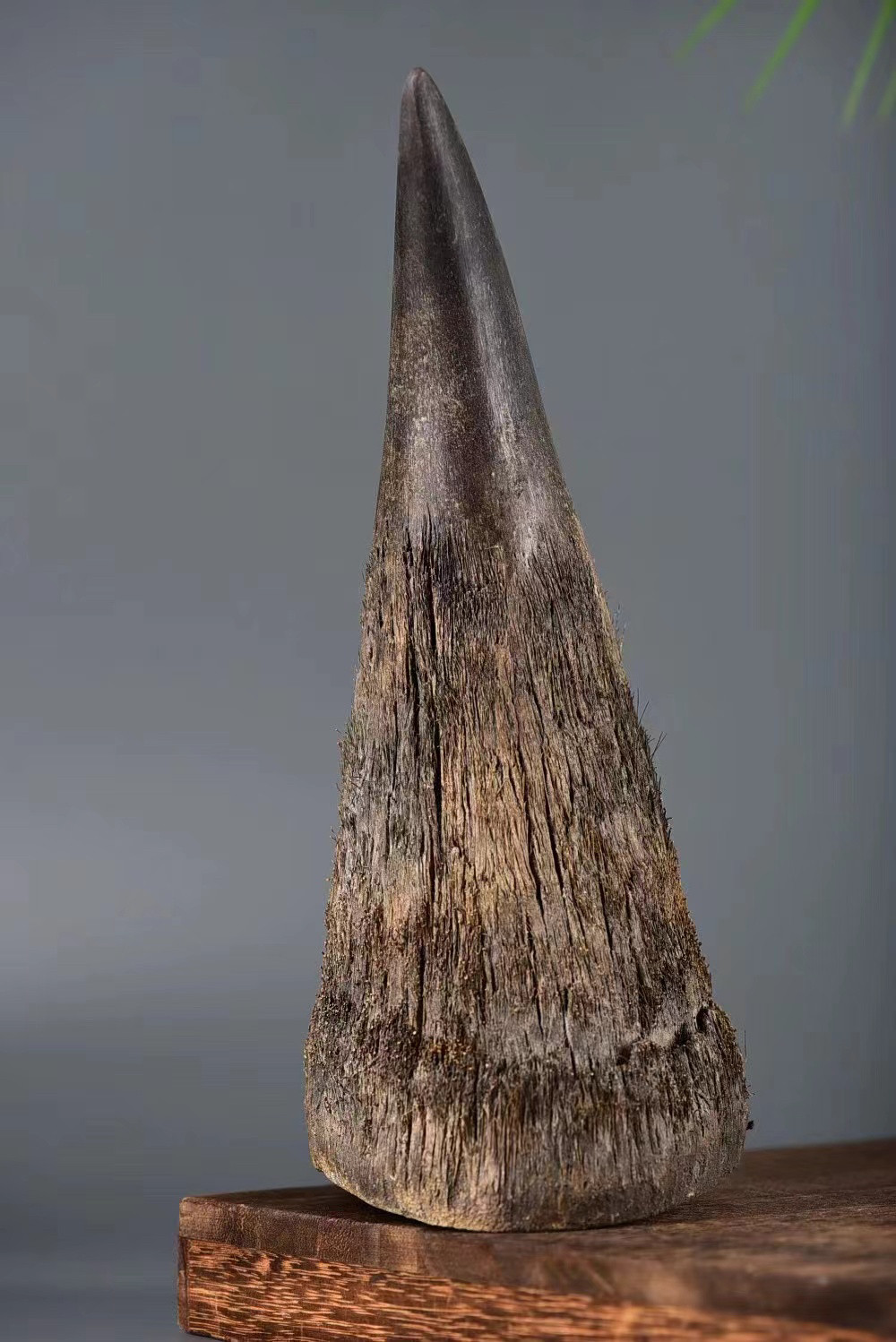 保真天然披毛犀角亚洲非洲牛角高端文玩古玩摆件髓腔鱼籽纹竹丝纹