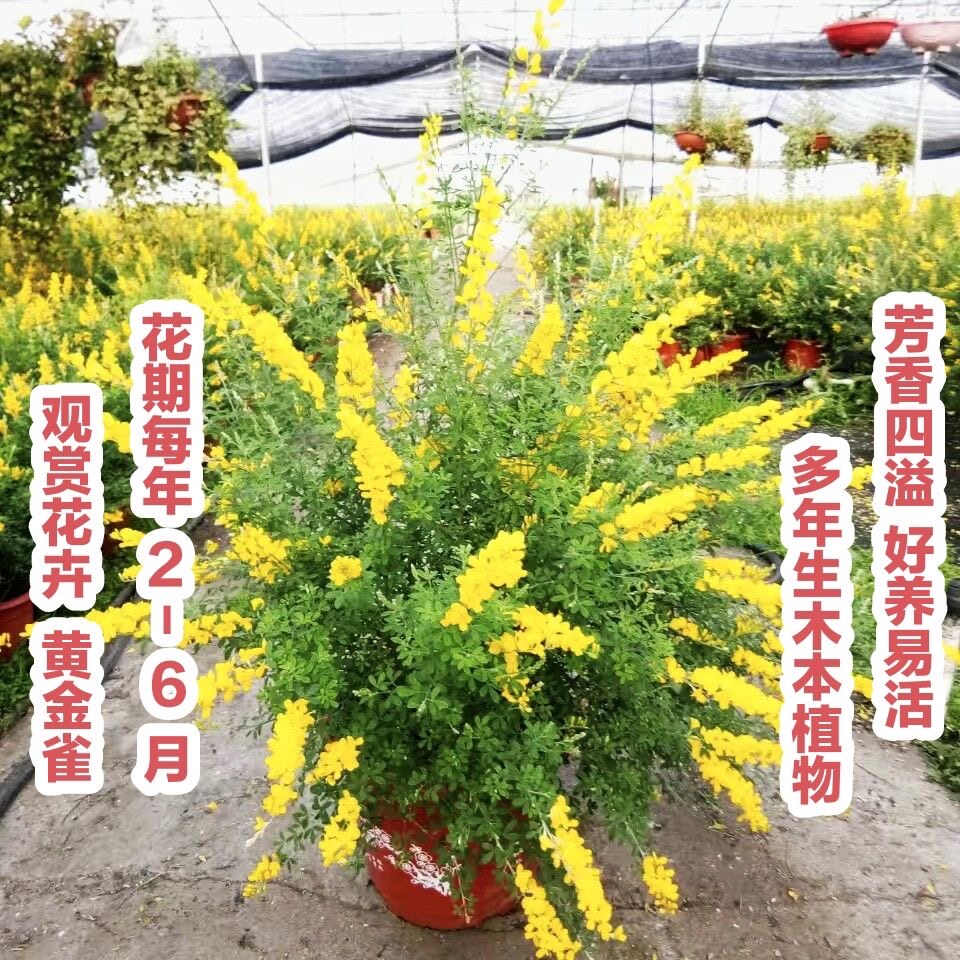 金雀花黄金雀盆栽阳雀花雀梅花金雀花四季青阳台庭院耐寒花镜植物