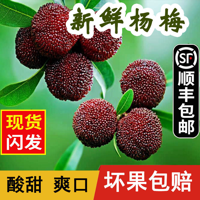 【现货2斤】杨梅新鲜水果顺丰包邮孕妇农家浮宫鲜杨梅非仙居现摘|msdalam kategori daging perikanan/Buah-buahan segar dan sayur-sayuran/dimasak, buah-buahan segar, 杨梅 - dari Buy2taobao.com untuk memberikan perkhidmatan ejen Taobao profesional membeli