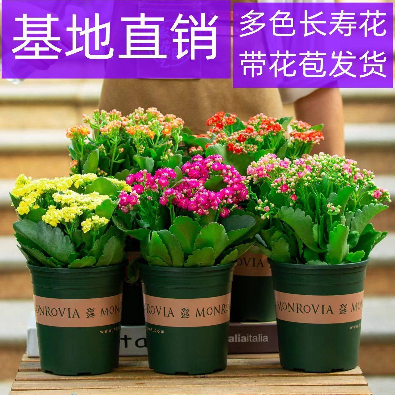 长寿花盆栽重瓣大花苗带花苞新品种花卉观花植物室内绿植四季开花