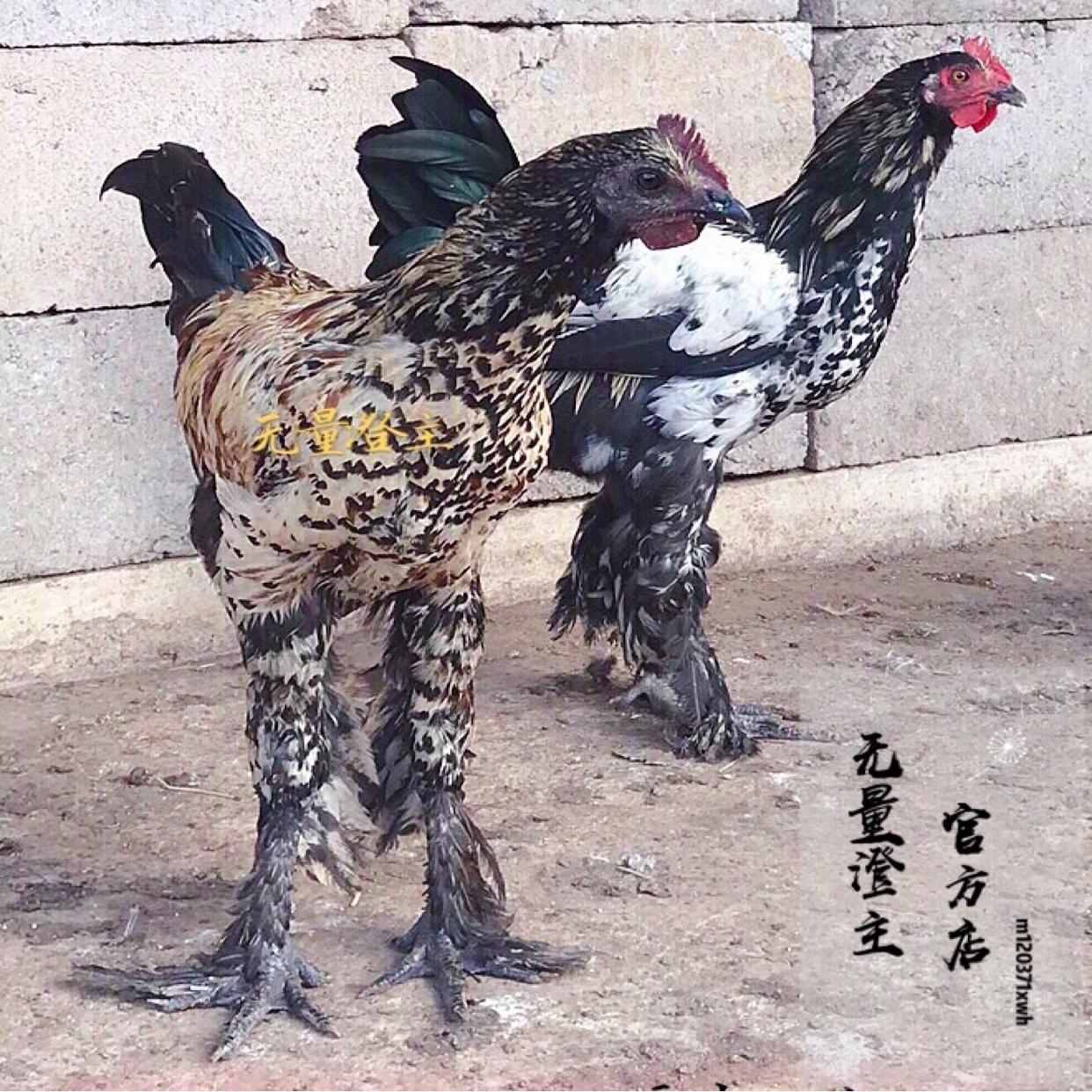 纯种云南无量山乌骨鸡种鸡种蛋活体鸡大毛脚土乌鸡可养种孵化食用