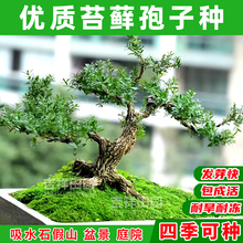 苔藓孢子粉青苔种籽吸水石草籽盆栽盆景上水石假山植物苔藓种子