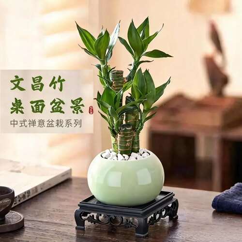 富贵竹办公桌趣味除甲醛栽好发货