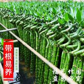 福艺粗大带根龙竹富贵竹植物转运竹弯竹开运直竹室内水养绿植花卉