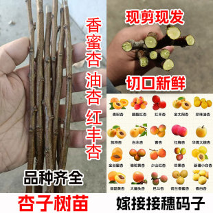 大接黄杏凯特红丰珍珠油荷兰香蜜杏帝王杏树接穗嫁接杏子枝条码子
