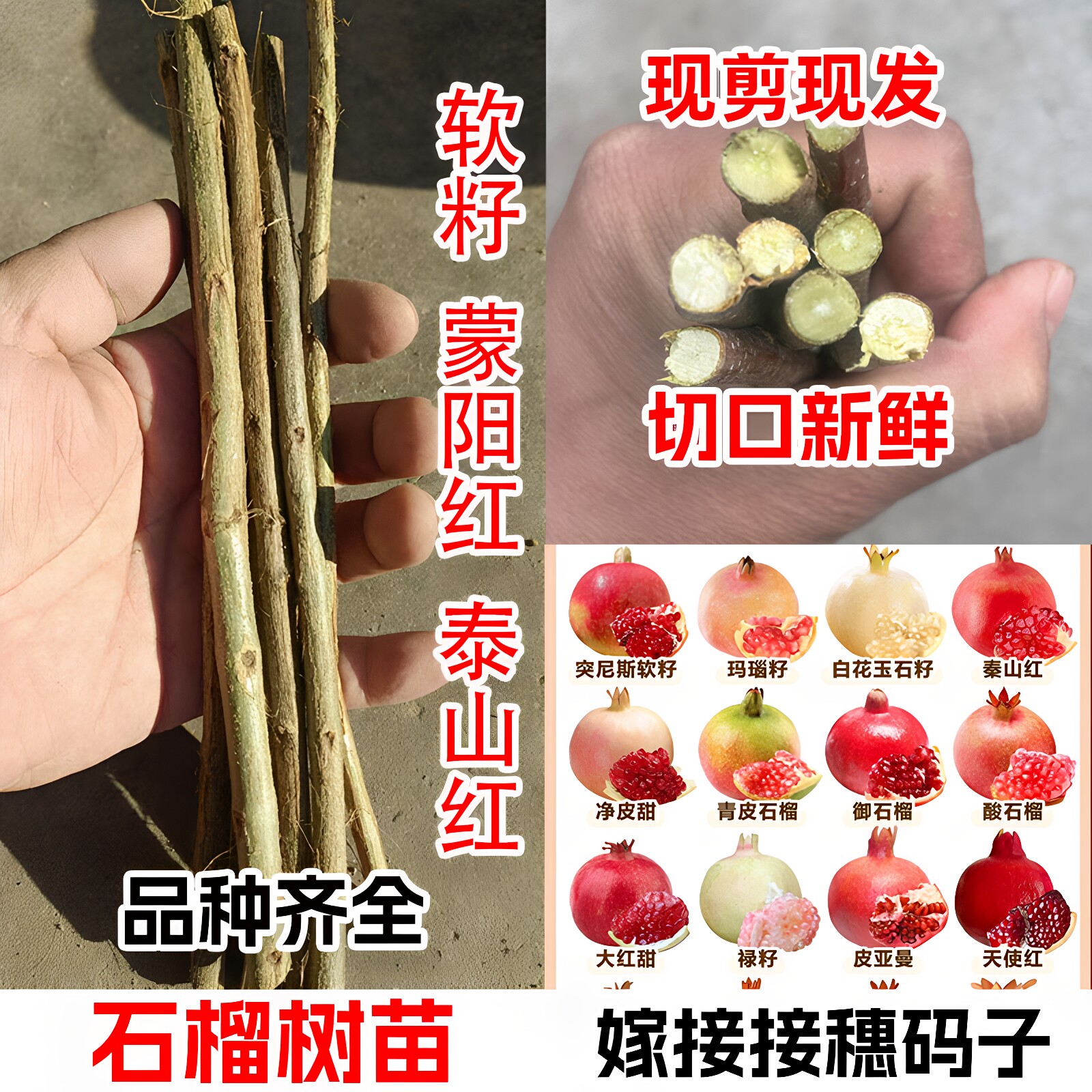 无籽慕乐突尼斯软籽石榴嫁接枝条