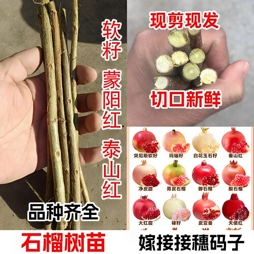 无籽慕乐突尼斯软籽石榴嫁接枝条