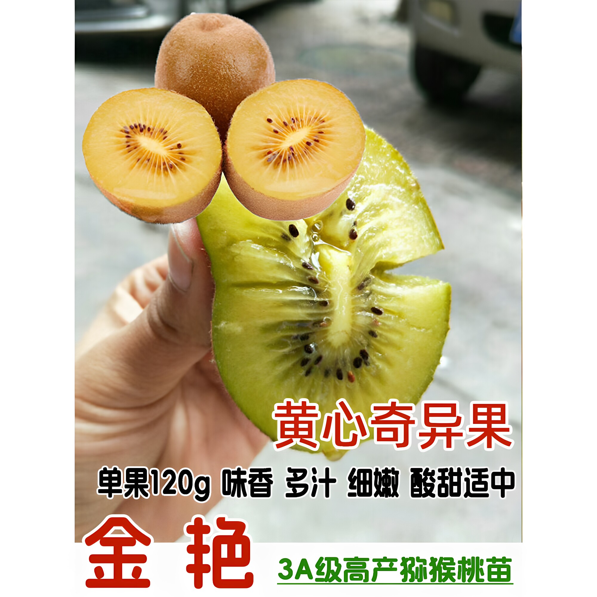 嫁接G9黄心金艳猕猴桃苗当年结果