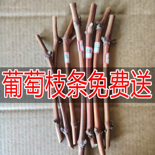 美国甜蜜蓝宝石嫁接扦插葡萄枝条