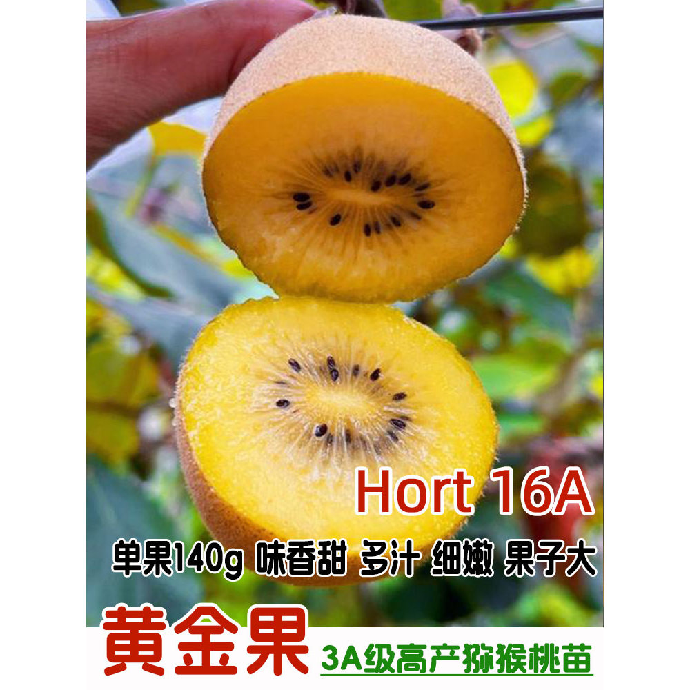 新品种嫁接阳光黄金果猕猴桃树苗