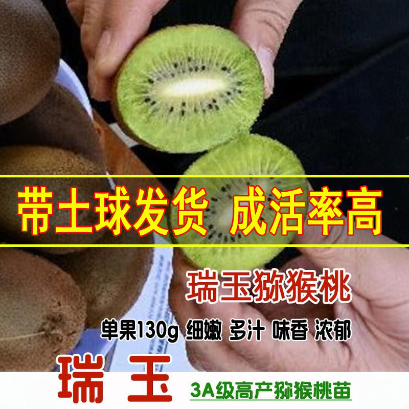 嫁接纯甜多汁好吃猕猴桃苗好成活