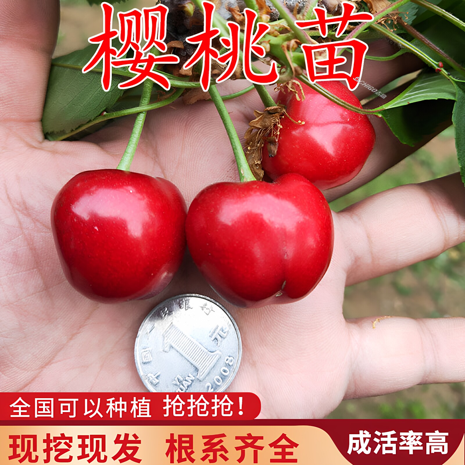 正宗车厘子嫁接矮化盆栽樱桃树苗
