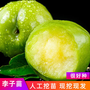 新品种李子树苗特大嫁接早熟无核大果果树苗黑霸王红心李子果树苗