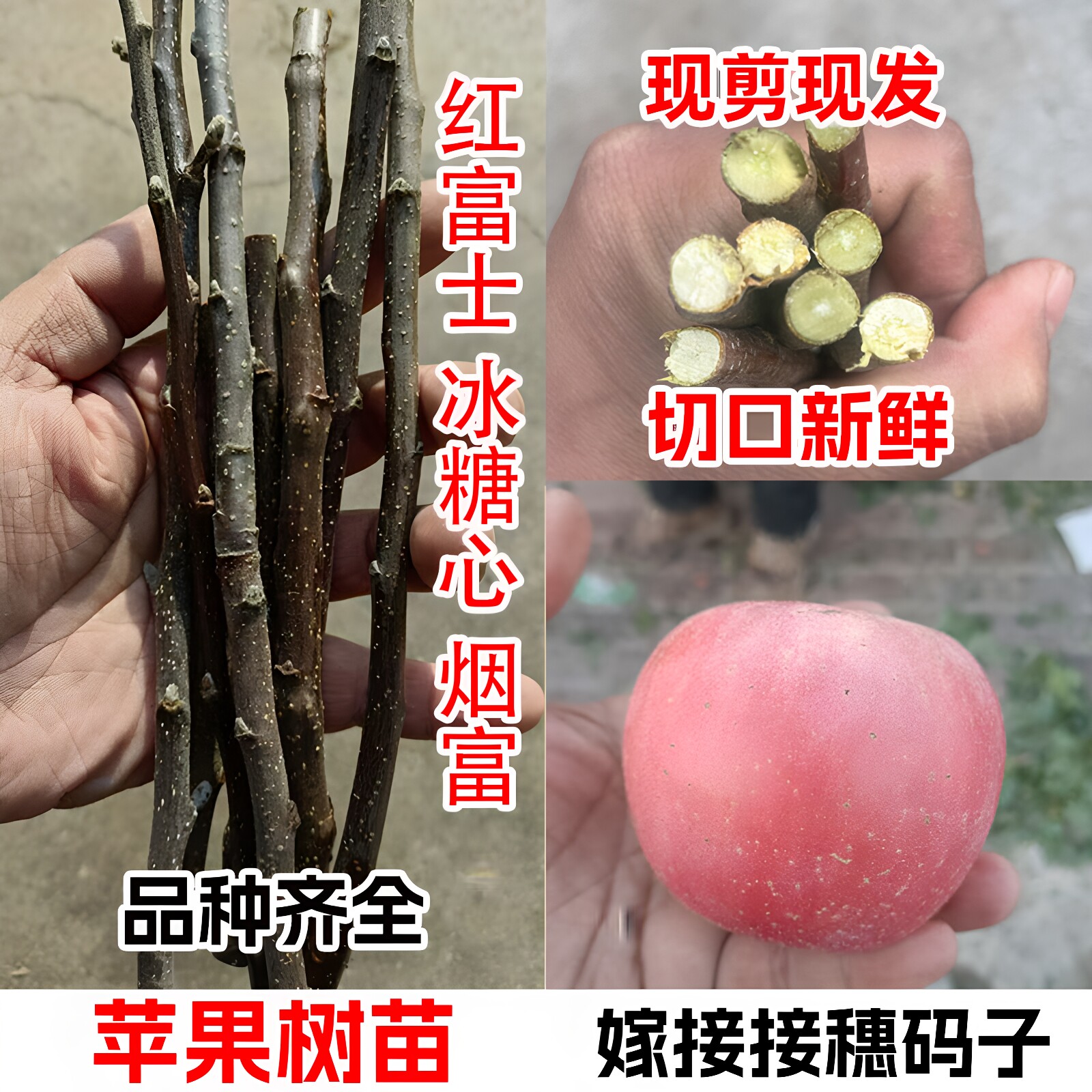 嘎啦众城红富士苹果嫁接枝条