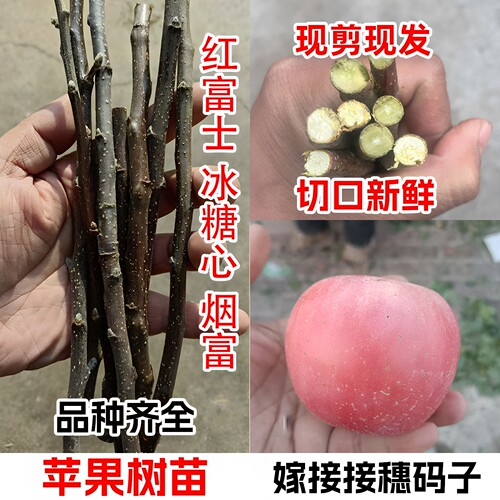 嘎啦众城红富士苹果嫁接枝条
