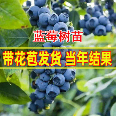 落叶香甜好吃蓝莓树苗经济效益高