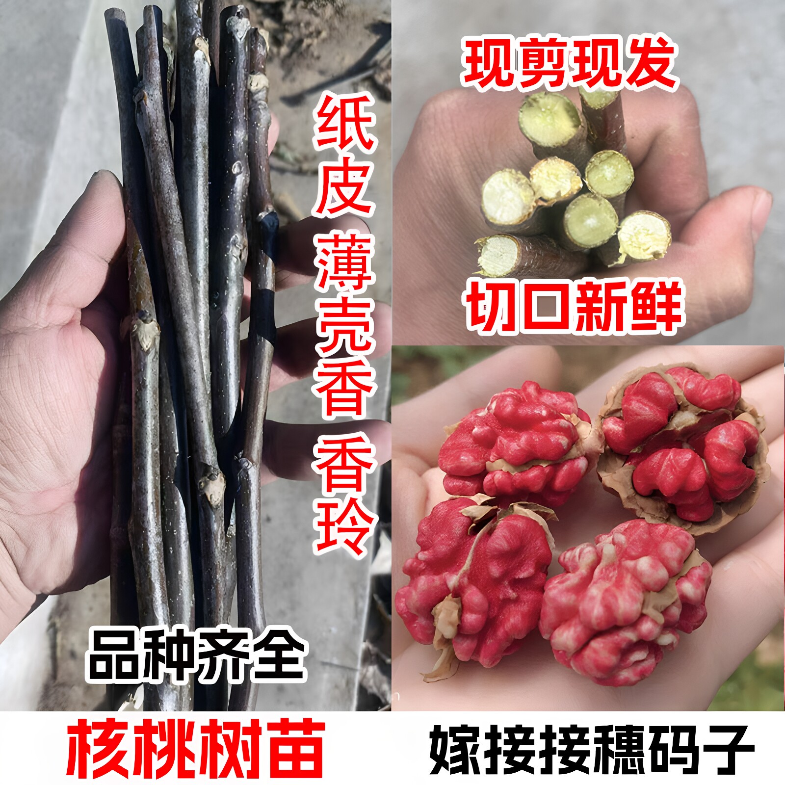 8518碧根果薄皮核桃树苗接穗码子图片