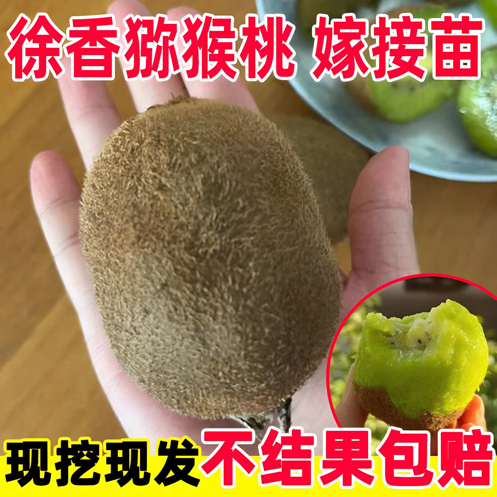 嫁接特大红心徐香猕猴桃苗