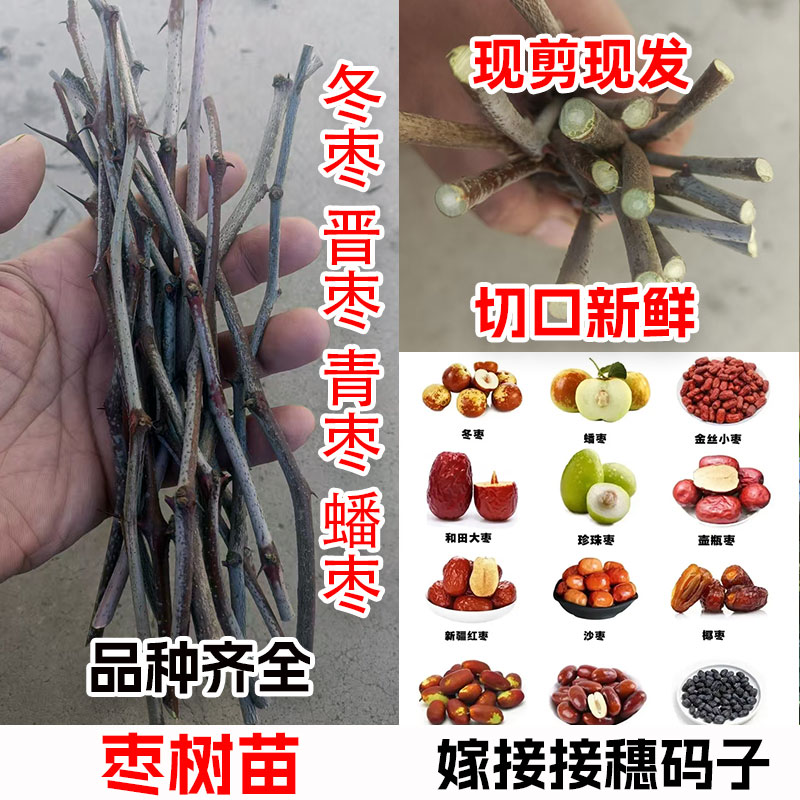 嫁接接穗23代沾化大荔冬枣葫芦枣蟠龙须枣马牙枣树冰糖枣子树枝条