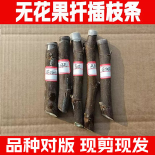 无花果扦插枝条果树苗嫁接枝条接穗新品种波姬红无花果苗四季种植