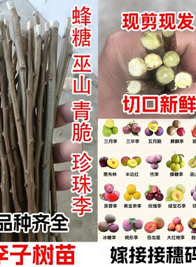 嫁接脱骨脆甜李子树苗接穗码子条