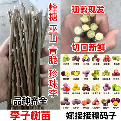 嫁接脱骨脆甜李子树苗接穗码子条