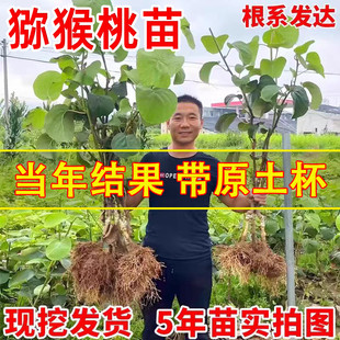 嫁接猕猴桃苗红心徐香软枣猕猴桃苗地栽当年结果南北方种植果树苗