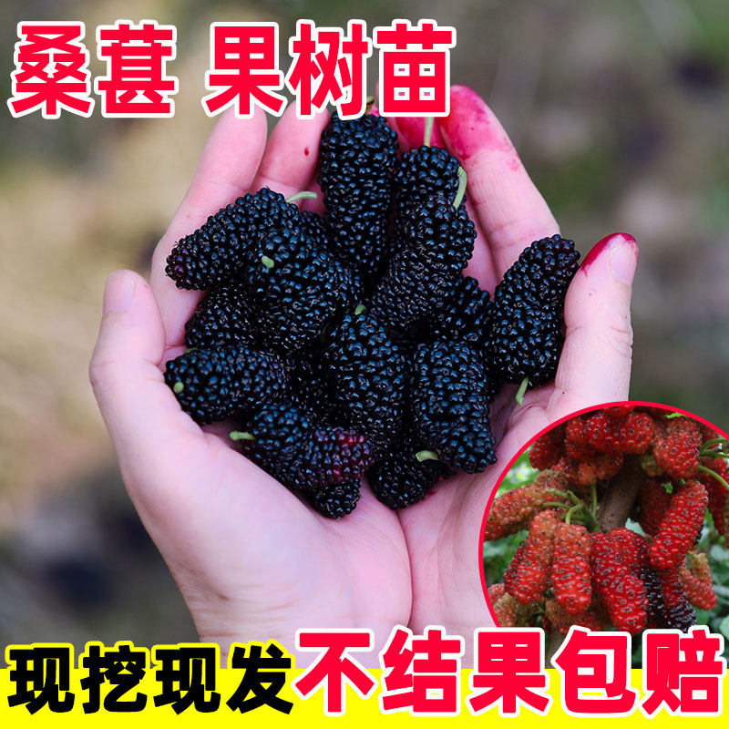 长果桑葚树苗桑果苗嫁接地盆栽南北方种植大叶无籽桑葚树当年结果