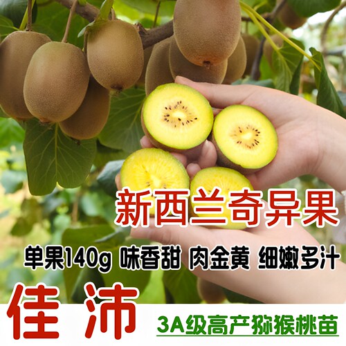 新西兰佳沛G3G9猕猴桃苗当年结果
