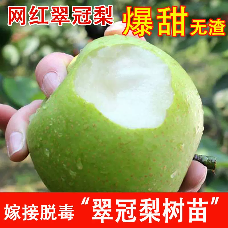 落叶嫁接梨树苗香甜多汁成活率高