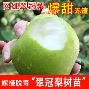 梨树果苗嫁接苗翠冠梨树丰水梨子树苖地栽当年结果梨树苗果树果苗