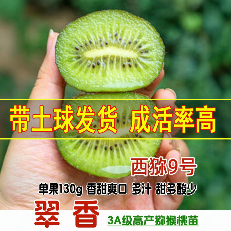 嫁接高甜香软多汁猕猴桃苗好成活