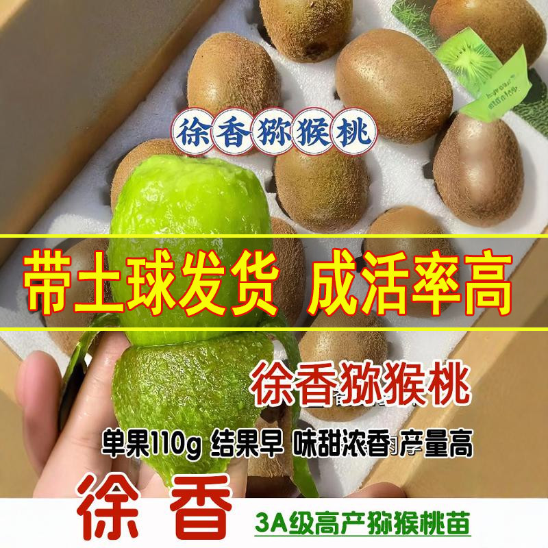 嫁接香甜适口多汁猕猴桃苗产量高