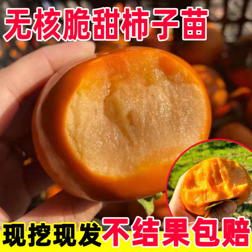 嫁接无核脆甜柿子苗当年结果苗