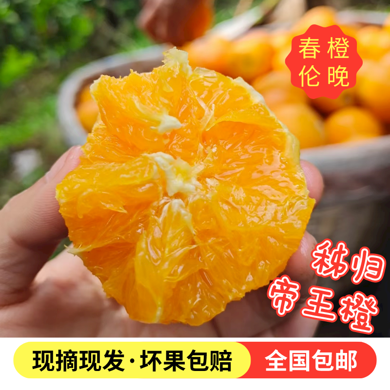 新鲜伦晚 秭归江边爆汁甜橙 10斤大果现摘孕妇脐橙  果园直邮