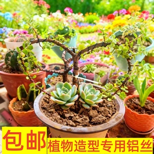 金枝玉叶绿植造型铝丝盆景专用吕丝压枝固定线植物铝线绑花铝丝