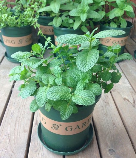 重庆花卉薄荷植物桌面小盆栽室外阳台盆景观叶留兰香绿植食用鱼香