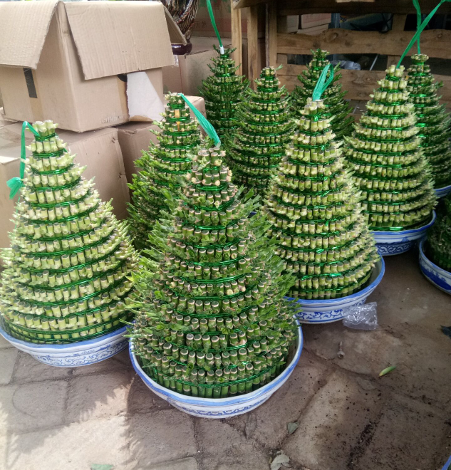 重庆花卉富贵竹塔桌面水培植物办公室客厅观叶盆栽净化空气绿植