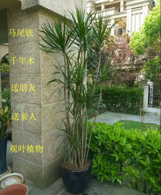 重庆花卉马尾铁千年木大植物盆栽办公室客厅室内观叶盆景阳台绿植
