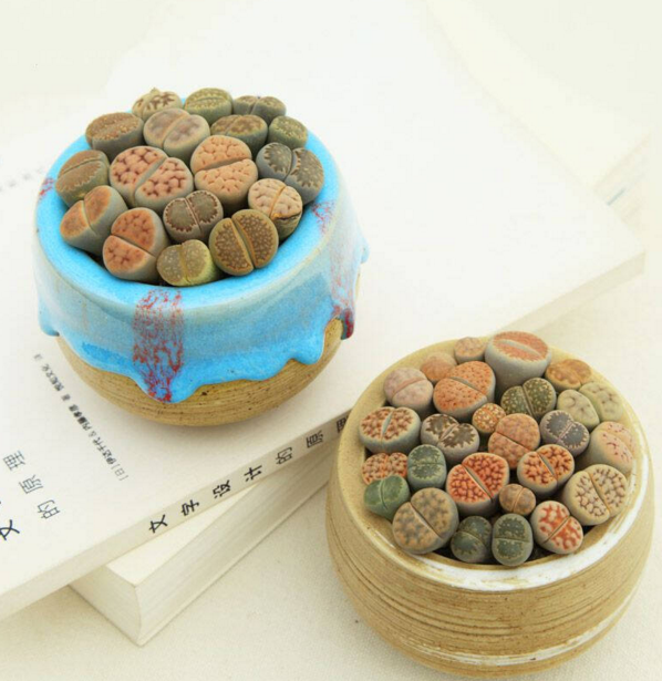屁股花观赏性重庆同城多肉植物