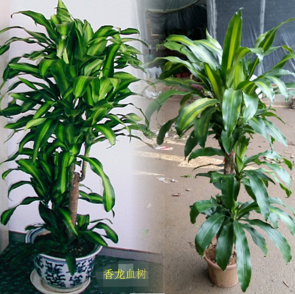 巴西铁香龙血树大植物盆景办公室室内盆栽吸甲醛净化空气观叶绿植