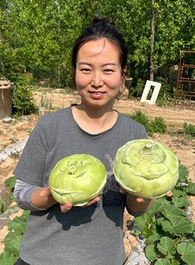 山西临汾新鲜苤蓝大头菜青苤兰疙瘩新鲜菜苤辣撇了撇篮疙瘩泡菜